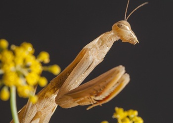 A praying mantis