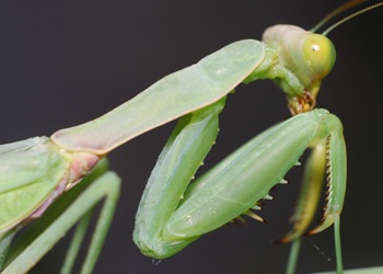 A praying mantis