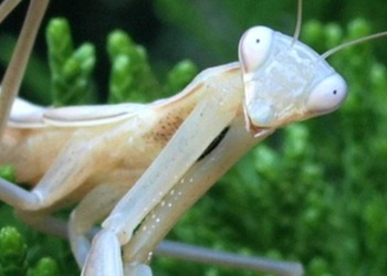 A praying mantis