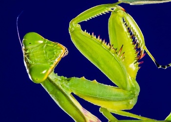 A praying mantis