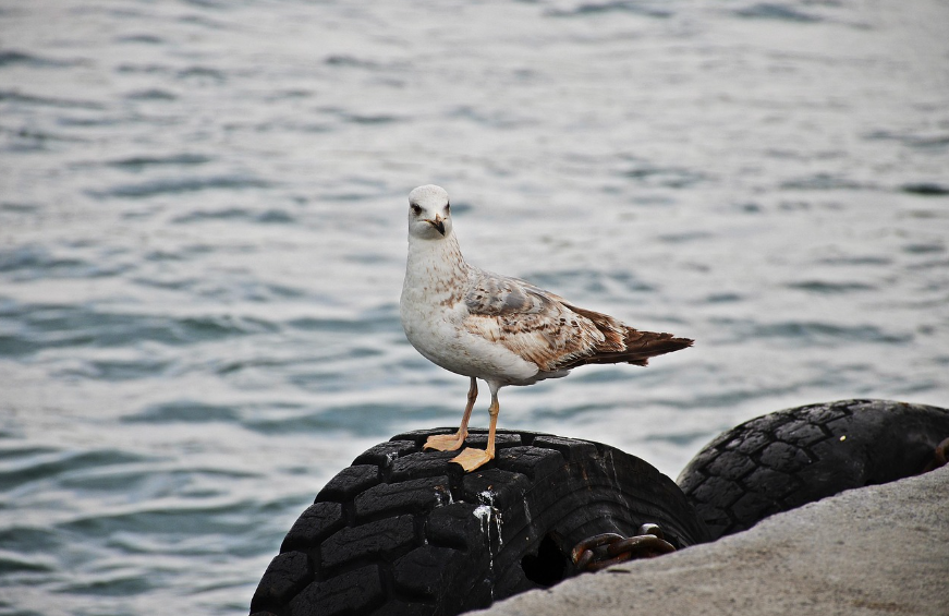 Seagull